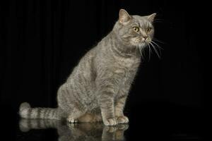 Studio shot of an adorable tabby cat photo