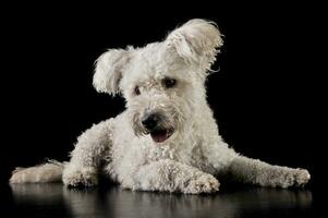 lovely mixedbreed white dog in the black background photo