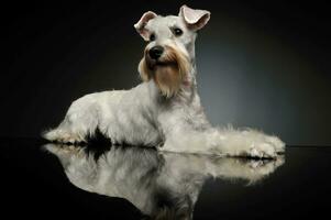 Studio shot of an adorable Schnauzer photo