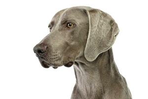 retrato de un adorable Weimaraner foto