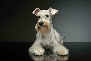 Studio shot of an adorable Schnauzer photo