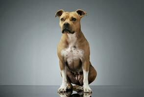 Studio shot of an adorable American Staffordshire Terrier sitting  and looking curiously photo