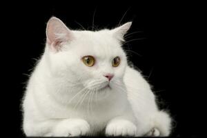 Studio shot of an adorable domestic cat photo