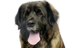 Leonberger portrait with white background in studio photo