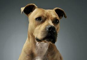 Portrait of an adorable American Staffordshire Terrier looking curiously photo