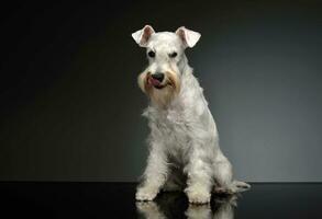 Studio shot of an adorable Schnauzer photo