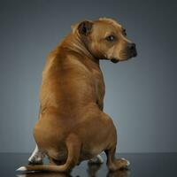 Staffordshire Terrie looking back, in a studio table photo