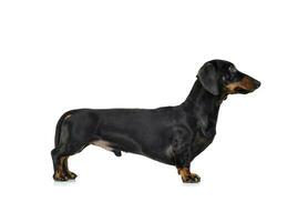 Studio shot of an adorable Dachshund standing on white background photo