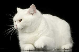 Studio shot of an adorable domestic cat photo