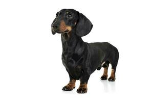 Studio shot of an adorable Dachshund looking curiously photo