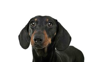 Portrait of an adorable Dachshund looking curiously at the camera photo