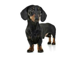 Studio shot of an adorable Dachshund looking curiously at the camera photo