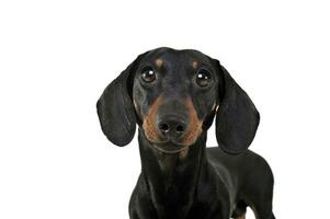 Portrait of an adorable Dachshund looking curiously at the camera photo