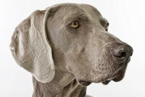 retrato de un adorable Weimaraner foto