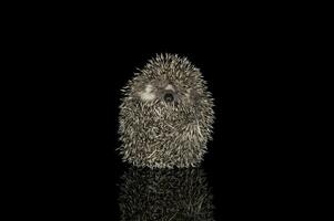 Studio shot of an adorable African white- bellied hedgehog curled up into a ball photo