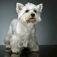 West Highland White Terrier staying on the studio table photo