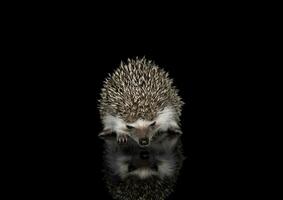 Studio shot of an adorable African white- bellied hedgehog walking on black background photo