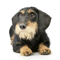 Studio shot of an adorable Dachshund photo