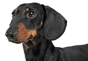 Dachshund watching in a white background in studio photo