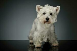 Studio shot of an adorable West Highland White Terrier Westie photo
