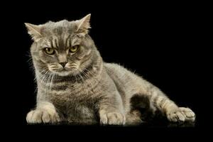 Studio shot of a beautiful cat photo
