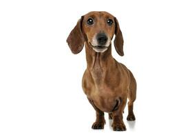 Studio shot of an adorable Dachshund looking curiously at the camera photo