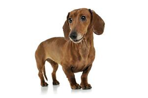 Studio shot of an adorable Dachshund looking curiously photo