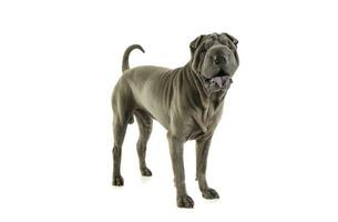 Studio shot of an adorable Shar pei standing and looking curiously at the camera photo