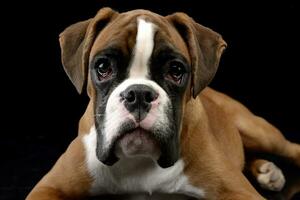 Portrait of an adorable Boxer dog photo