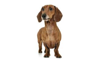 Studio shot of an adorable Dachshund looking curiously photo