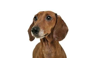 Portrait of an adorable Dachshund looking curiously photo