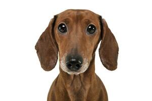 Portrait of an adorable Dachshund looking curiously at the camera photo