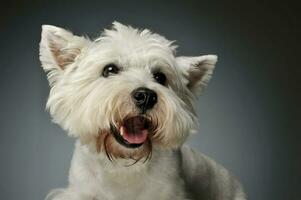 Portrait of a West Highland White Terrier Westie photo