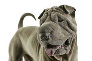 retrato de un adorable Shar pei mirando curiosamente foto