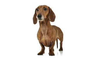 Studio shot of an adorable Dachshund looking curiously at the camera photo