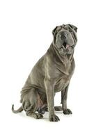 Studio shot of an adorable Shar pei sitting and looking curiously at the camera photo