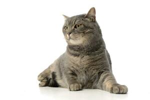 Studio shot of an adorable tabby cat photo