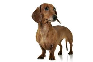 Studio shot of an adorable Dachshund looking curiously photo