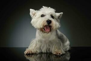 Studio shot of an adorable West Highland White Terrier Westie photo