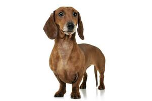 Studio shot of an adorable Dachshund looking curiously at the camera photo