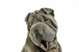 Portrait of an adorable Shar pei looking curiously at the camera photo
