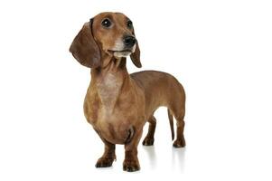 Studio shot of an adorable Dachshund looking curiously photo