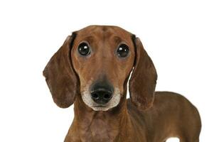 Portrait of an adorable Dachshund looking curiously at the camera photo