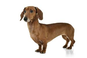 Studio shot of an adorable Dachshund looking curiously photo