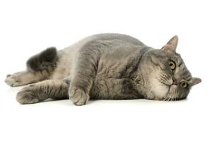 Studio shot of an adorable tabby cat photo