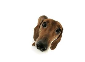 Wide angle portrait of an adorable Dachshund looking curiously at the camera photo