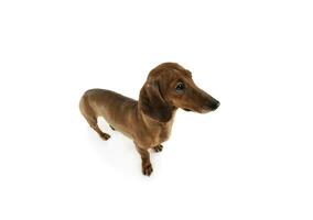 Wide angle shot of an adorable Dachshund standing on white background photo