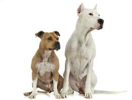Argentin Dog and Staffordshire Terrier on the white floor photo