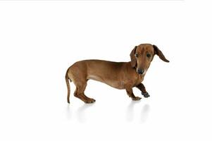 Studio shot of an adorable Dachshund looking frightened photo