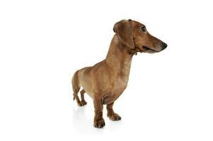 Studio shot of an adorable Dachshund looking curiously photo